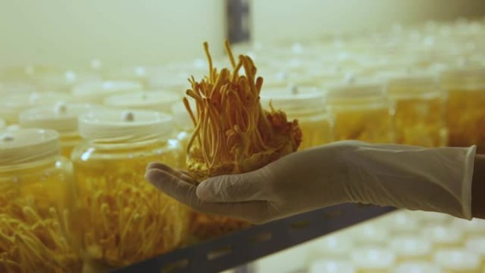 清洁实验室冬虫夏草农场中草药健康理念在农场农民的手中的概念。