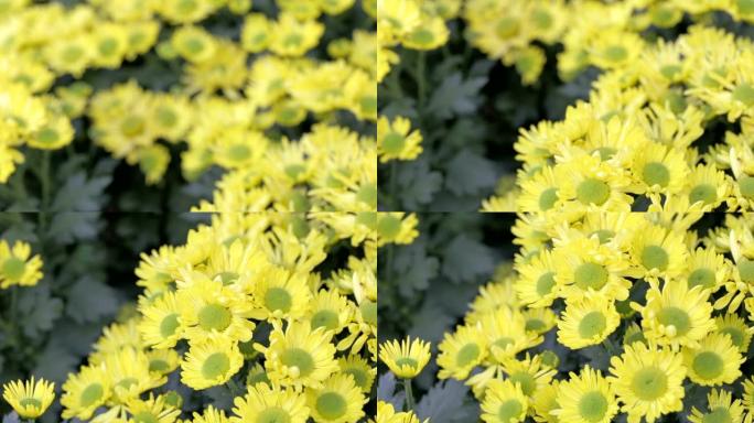 在阳光明媚的夏天或春天，花园中的黄花和绿叶背景用于美容装饰和农业设计。