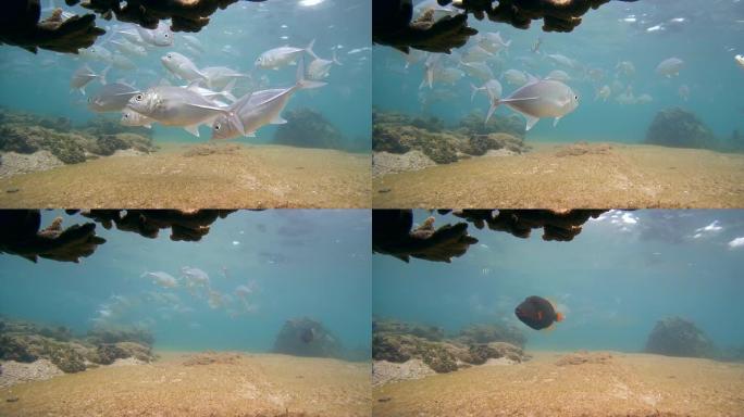 大眼trevally (Caranx sexfasciatus) 在珊瑚上掉落，通过游泳Orange