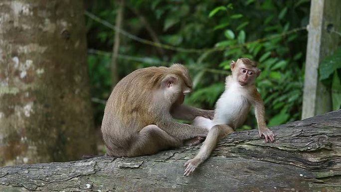 猴子母亲和他们的孩子。-股票视频
