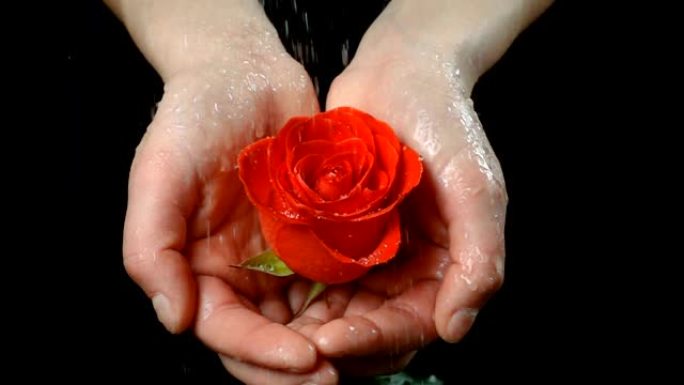 女孩的手掌在雨中拿着湿的红宝石玫瑰