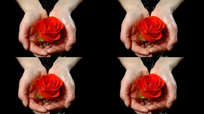 女孩的手掌在雨中拿着湿的红宝石玫瑰