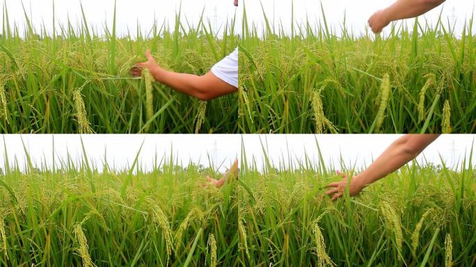 在田间收割水稻