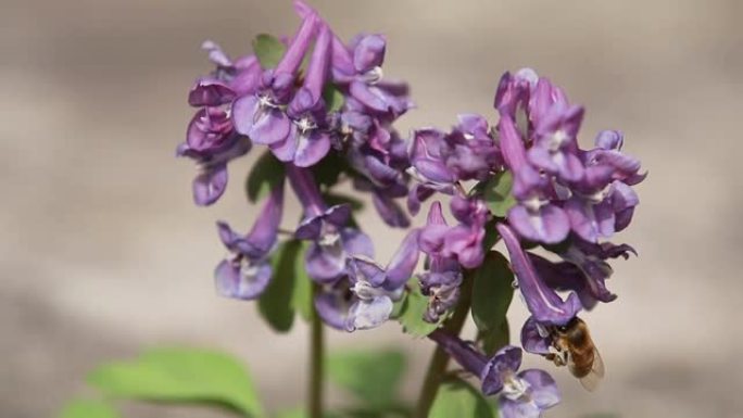紫罗兰盛开的延胡索在微风中，春天的蓝色花朵，第一个春天的植物。勤劳的蜜蜂从花飞到花收集蜂蜜。慢动作视