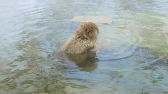 温泉中的日本猕猴或雪猴