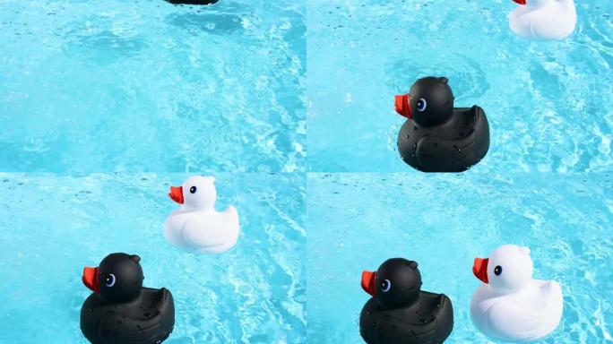 一只黑色和白色的橡皮鸭在夏日的阳光中来回漂浮在清澈的水池水上