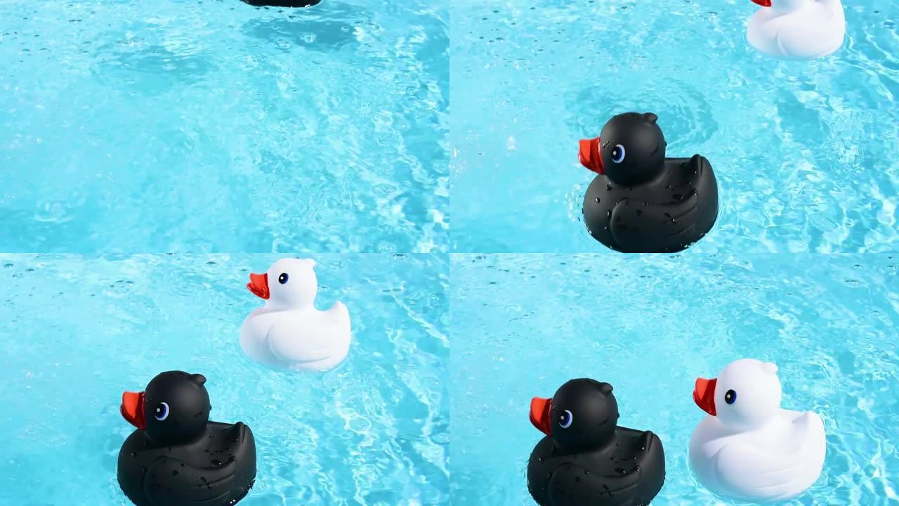 一只黑色和白色的橡皮鸭在夏日的阳光中来回漂浮在清澈的水池水上