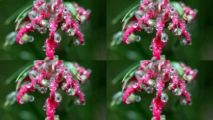 花和水滴