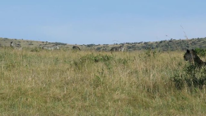 非洲狮子，豹狮子座，雌性狩猎，伯切尔斑马群，肯尼亚的特萨沃公园，实时4K