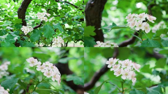 山楂花开绽放花朵