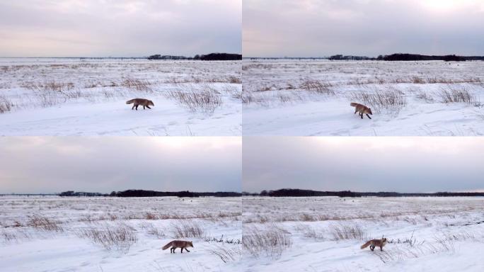 一只叫虾夷红狐的红狐生活在日本北海道。