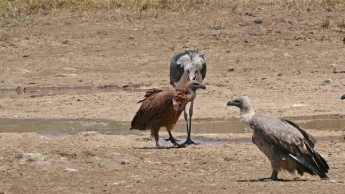 非洲白背秃鹰，非洲gyps，站立在水中的群体，马拉布鹳，Leptoptilos crumenifer