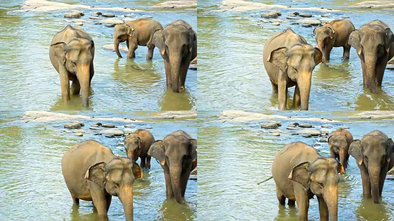 大象过河
