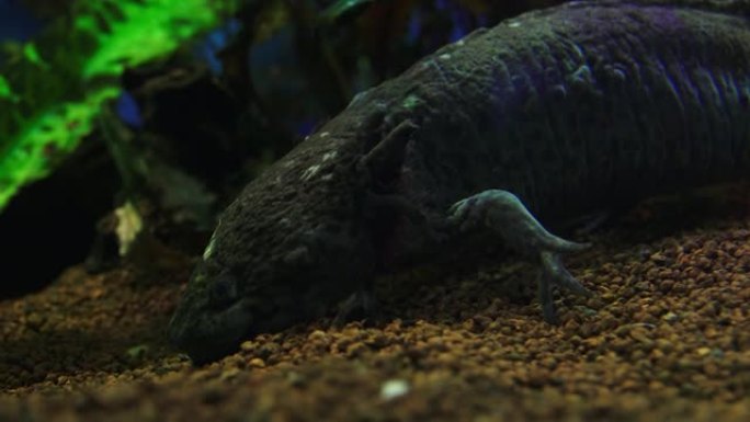 钝口螈，墨西哥蝾螈 (Ambystoma Mexicanum) 或墨西哥步行鱼，水族馆中的成年阶段，