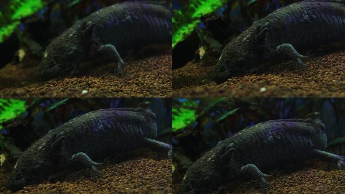 钝口螈，墨西哥蝾螈 (Ambystoma Mexicanum) 或墨西哥步行鱼，水族馆中的成年阶段，