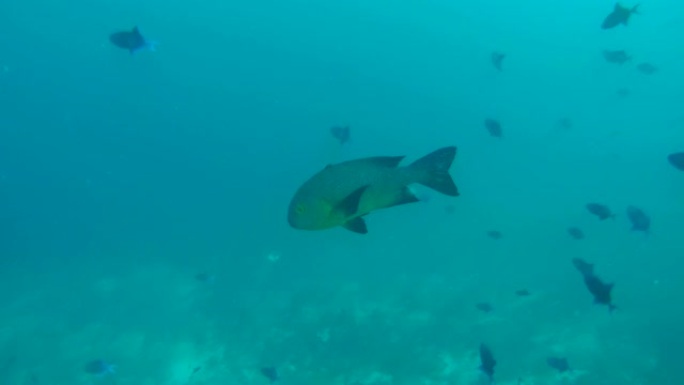 午夜鲷鱼 (Macolor macularis) 漂浮在印度洋，马尔代夫的珊瑚礁上方