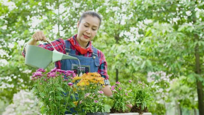 亚洲高级园艺妇女在花园里种植和浇花树