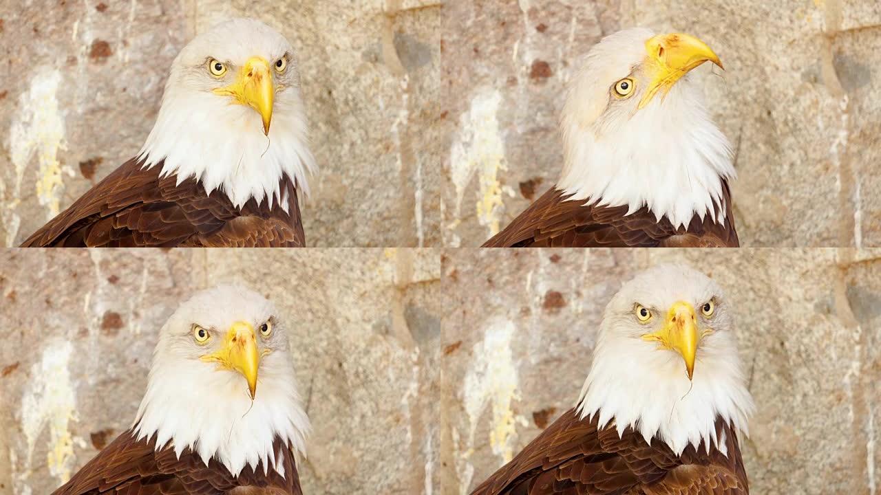 美国秃鹰的特写，猛禽在其巢后在山上打猎的背景