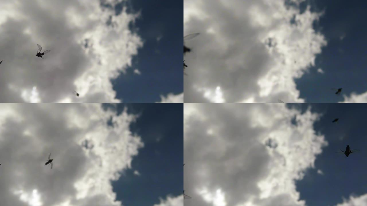 小蚊虫从下面飞上天空背景