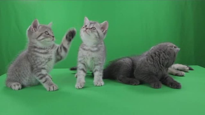 美丽的小猫苏格兰折叠绿屏素材视频