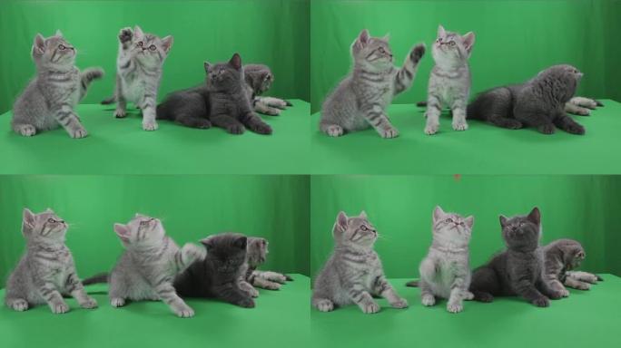 美丽的小猫苏格兰折叠绿屏素材视频