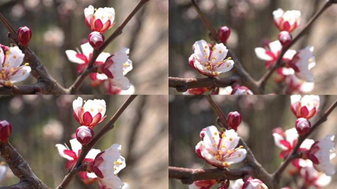春天的樱花，白花和芽