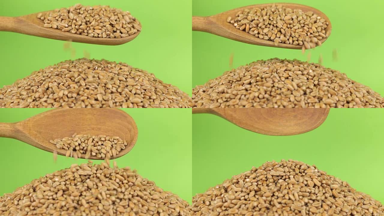 木勺将麦粒倒在绿色屏幕上的小麦堆中