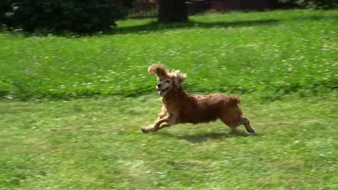 可卡犬在绿色草地上奔跑。慢动作