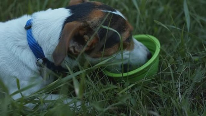 狗从碗水里喝。
