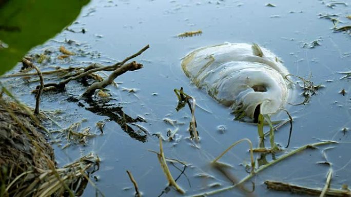 死于受污染的湖水的鱼