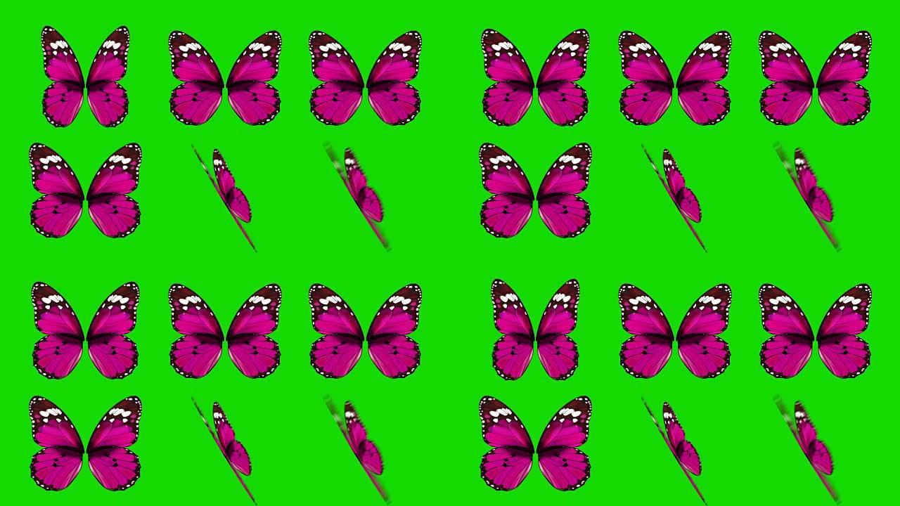 一组粉红色的蝴蝶翅膀在绿色屏幕背景上以不同的速度和角度挥舞