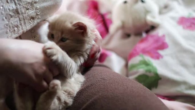 毛茸茸的红色小猫躺在情妇的手中，指甲是红色的，通过咬她和抓挠来玩耍