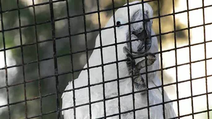 笼中的白色凤头鹦鹉在动物公园或动物园中被圈养