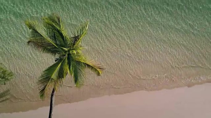 棕榈树和沙滩的航拍视频