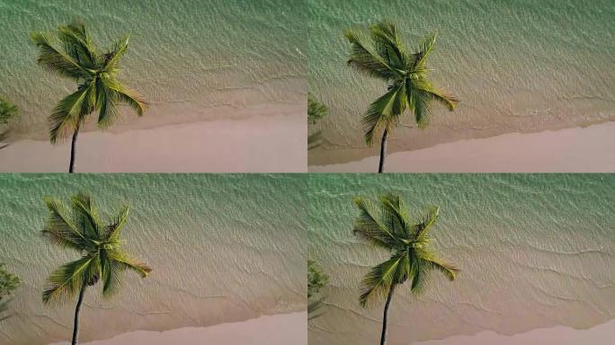 棕榈树和沙滩的航拍视频