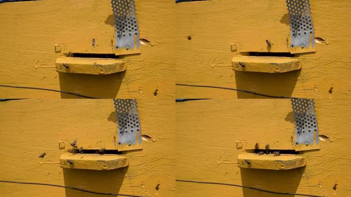 蜜蜂在托盘里飞翔。蜂巢入口