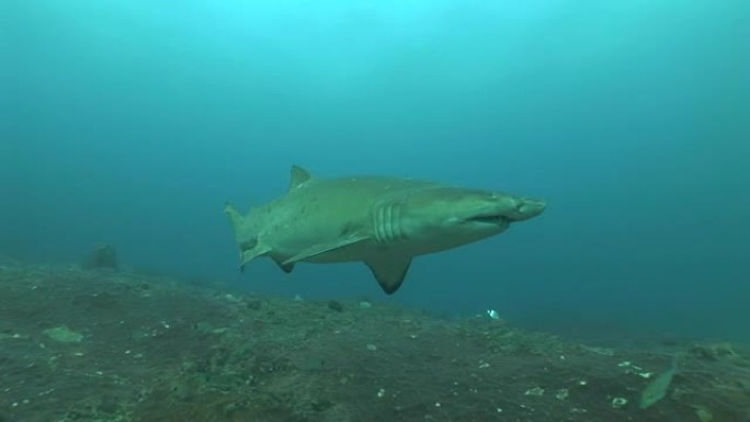 危险的公牛鲨 (Carcharhinus leucas) 水下视频