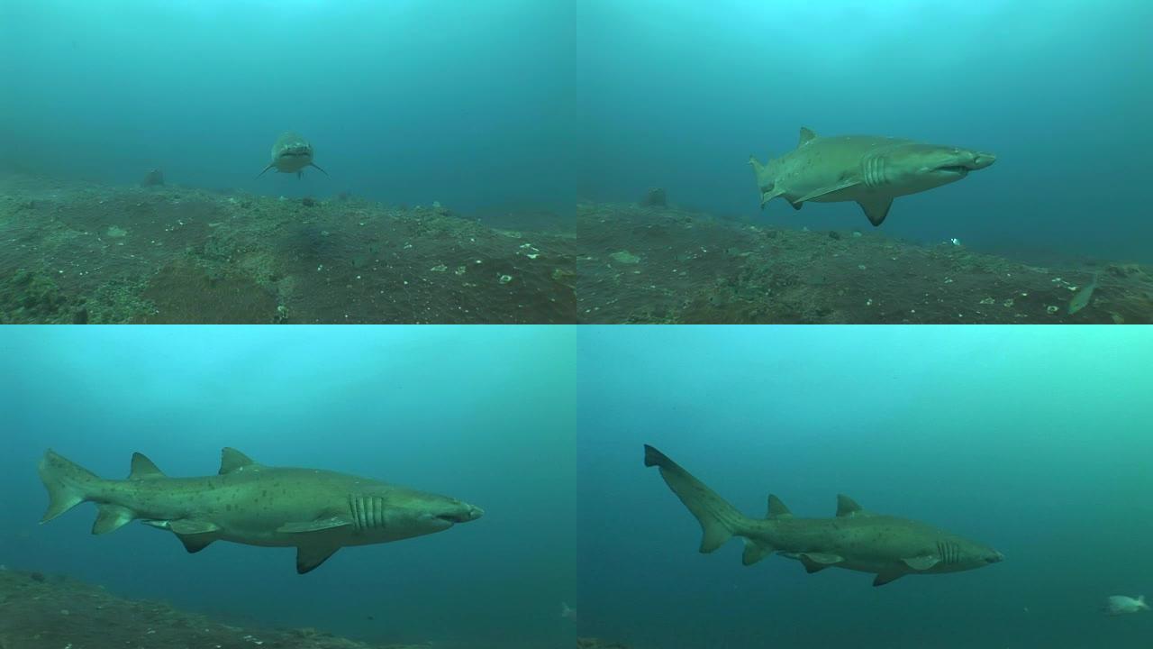 危险的公牛鲨 (Carcharhinus leucas) 水下视频