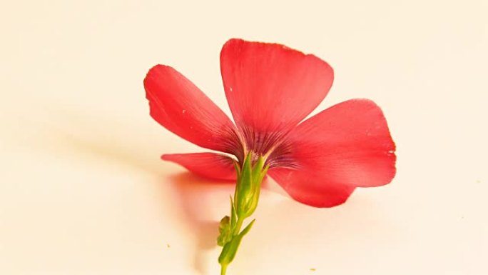 一朵红色的花