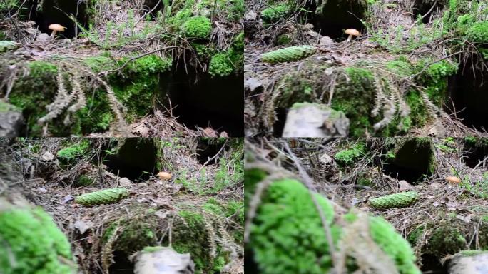 岩石间的蘑菇。