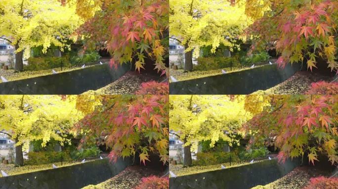 秋季的Momiji枫树隧道
