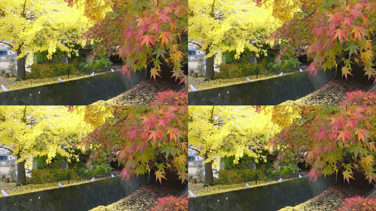 秋季的Momiji枫树隧道