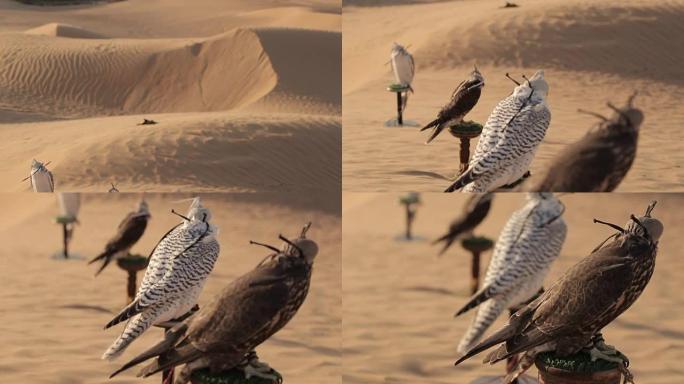 迪拜沙漠中的猎鹰