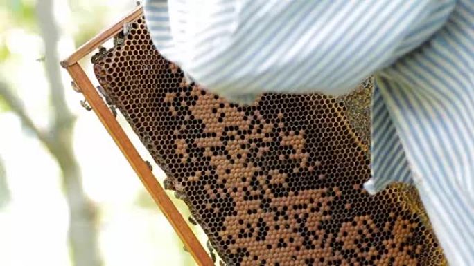 养蜂人手动从蜂窝框架上刷掉蜜蜂，为蜂蜜提取做好准备