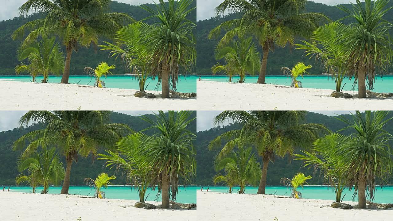 热带沙滩上微风轻拂的热带棕榈树，背景是蓝色的海洋