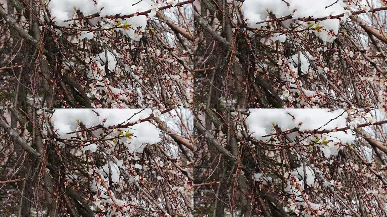罕见现象。春天下雪。盛开的苹果树的树枝，上面有雪。鲜花上的雪。气候变化