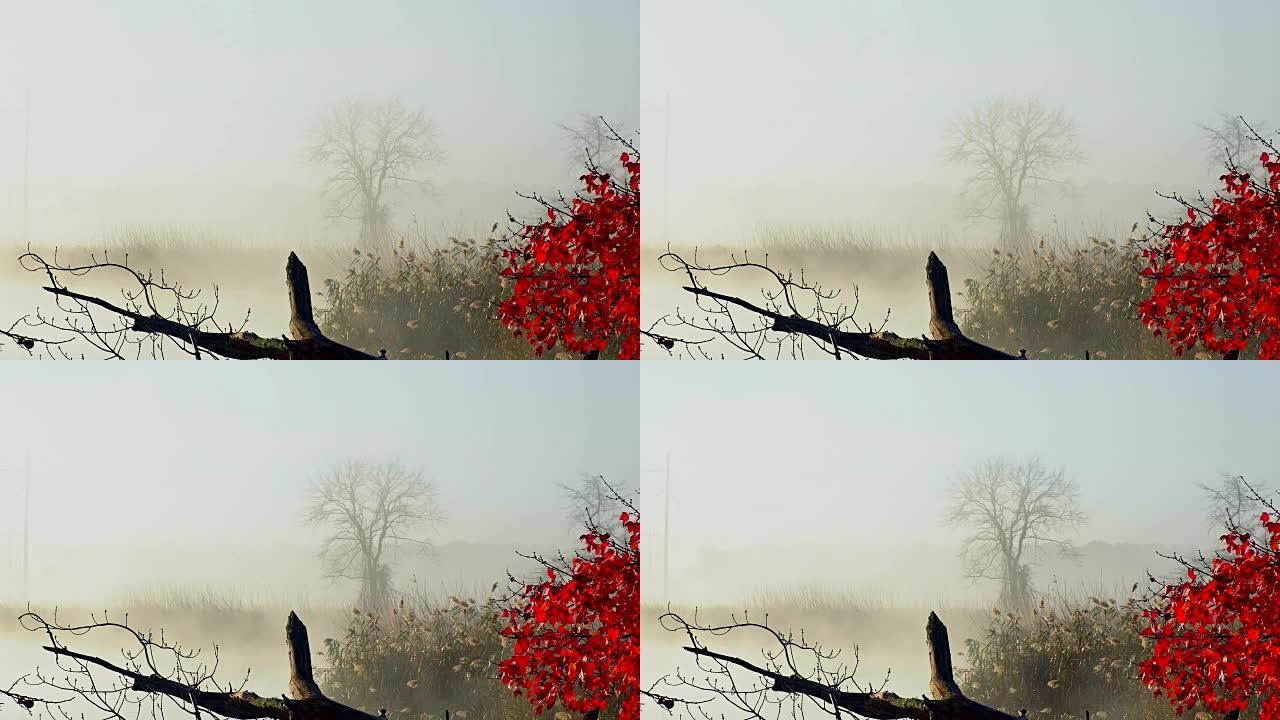 深秋期间河上的日出，薄雾