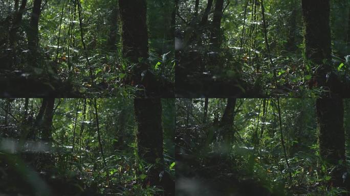 在南美丛林中微妙的镜头