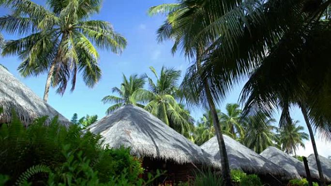马尔代夫的屋顶平房和棕榈树。