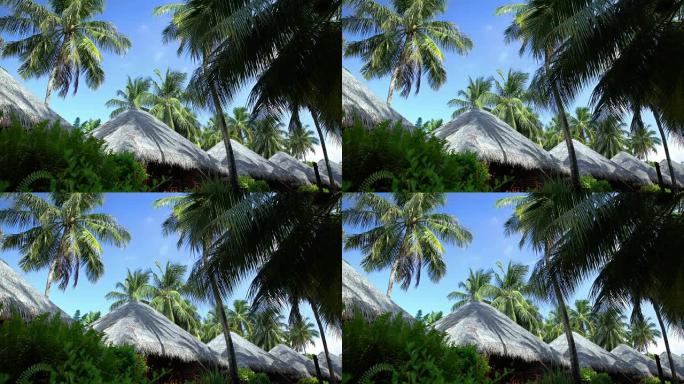 马尔代夫的屋顶平房和棕榈树。